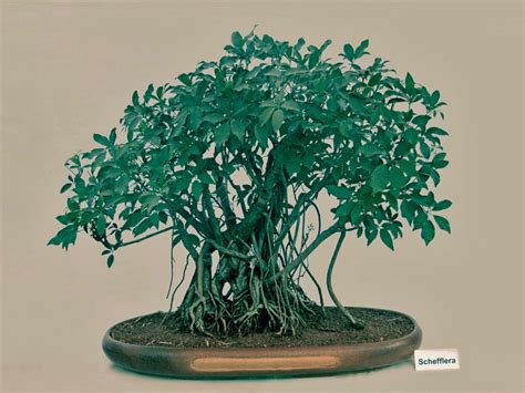 schefflera bonsai pruning